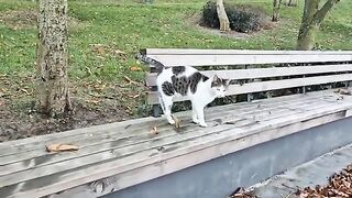 These cats wait for me in the same place every day I go for a walk.