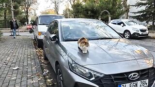 Street cat is very hungry and says he feels lonely.