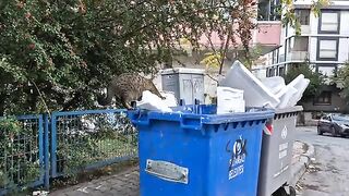 Hungry tabby cat was looking for food in the garbage dump.