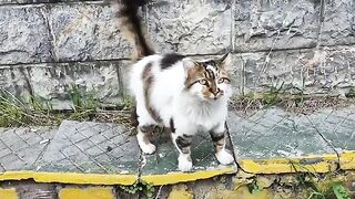 Cute hungry stray cat with beautiful patterns.