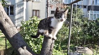 Incredibly cute little kitten can't get down from the tree.