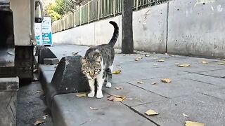 Wonderful street cat that resembles a leopard with its wonderful patterns.