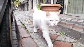 Tailless white cat takes me to the food bowl to show me that its food is finished.