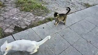 Angry White Cat gets very Angry at the tabby cat that follows her.