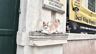 The orange stray cat is waiting for me to bring her food