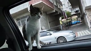 Cute hungry stray cat jumps into my car and looks for food inside the car.