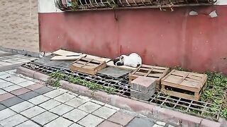 Little homeless kittens are very hungry.