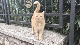 The cutest orange stray cat I've ever met.