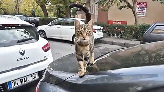 Friendly tabby cat with magnificent patterns.