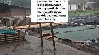 Cara merawat air kolam lele disaat musim hujan agar tidak bau dan ikan lele sehat