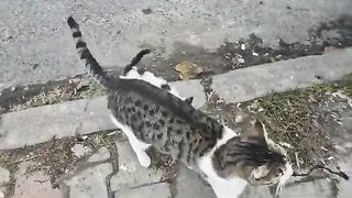 The little kitten comes running to me and asks for food for himself and his sister.