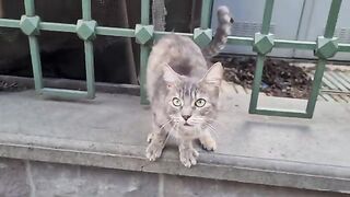 Gray cat brutally slaps the cat that approaches her.