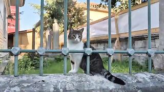 Cute cat listens carefully to sounds coming from far away