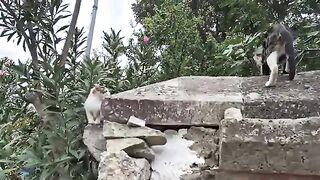 Little kitten is so hungry she meows wildly, asking for food.