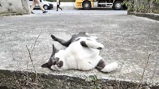 Very cute beautiful colorful street cat.