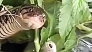 A snake's hilarious reaction when fed a fish