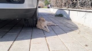 Very well groomed and very cute homeless stray cats.