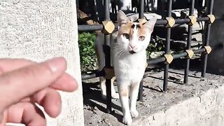 Calico cat is very angry and bites your hand when you touch it.