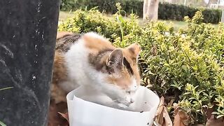 Cute stray cat asking for food after drinking water.