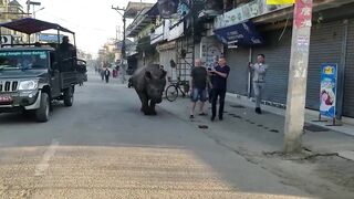 Wild Rhino on Road