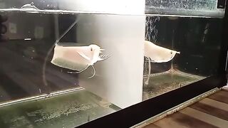 Arowana fish