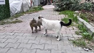 I witnessed female cats fighting for the first time.