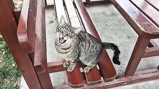 Beautifully patterned and super cute tabby cat