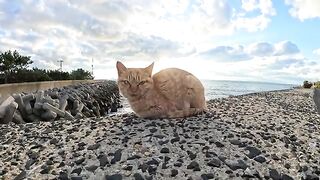 Two young cats sit on the embankment and bathe at sunset.