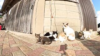 Many cute cats huddle together to keep warm