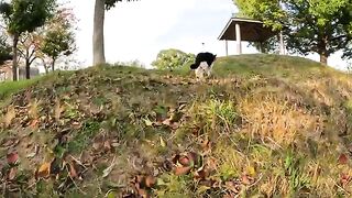 A panda-like cat hides under a bench, afraid of people