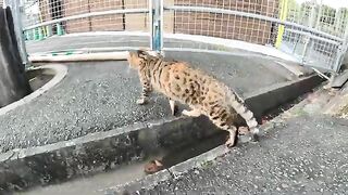 A couple of striped and leopard cats meet on the lawn.