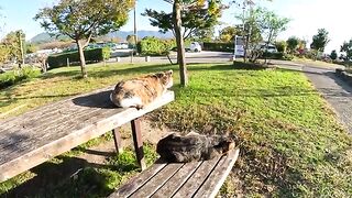 A fat calico cat and a curly cat take a seat at the table and relax.