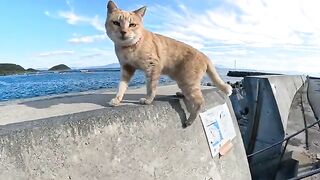 Young cats bathe at sunset on the embankment