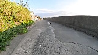 A cat in a tuxedo walks around a man's legs and invites me to play