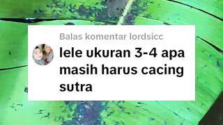 Begini akibatnya jika bibit lele BESAR masih diberi pakan CACING SUTERA