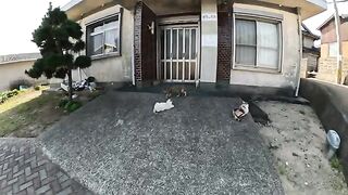 Many cats hold a rally in front of the community center