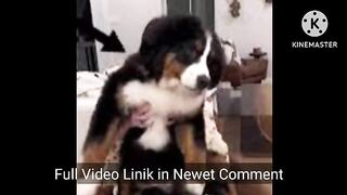 stephanie watson dog | video stefanie watson dog | stefanie watson dog video