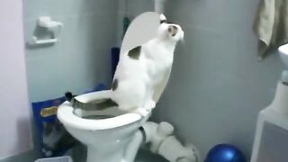 A cat teaches a young cat to poop in the toilet, super cute!