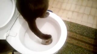 How a cat goes to poop on the toilet.