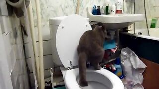 The cat poops in the toilet