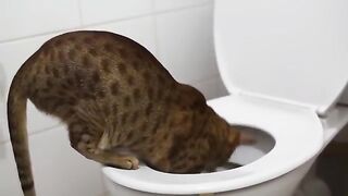 My cat poops funny