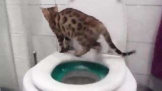 Bengal kitten using the toilet(pooping) in the litter kwitter - green stage