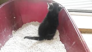 Kitten meows while pooping