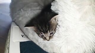 Kitten scared to leave the fluffy basket