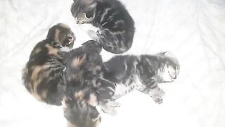 DREAMING KITTENS FOR 1 MINUTE