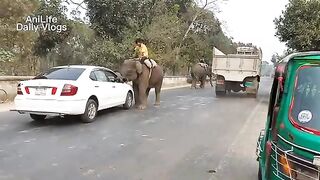 Elephant Video Funny | Bangladeshi Elephant Poop | Watch How Elephant Defecate On Bangladesh Streets