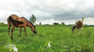 Horse Poop Videos, Female Horse Poop And Baby Horse Poop Videos | Animals Pooping At Rahmotpur