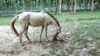 Cow And Horse Sound With Cow And Horse Poop At Village