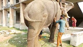 Elephant Poop Funny | Watch How Elephant Poop Morning Time, Bangladeshi Elephant Pooping