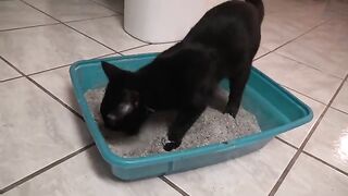 A cat pooping IN REVERSE